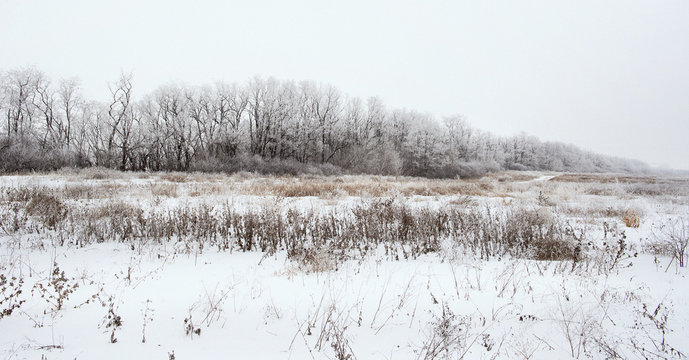 winter landscape of snowy field 