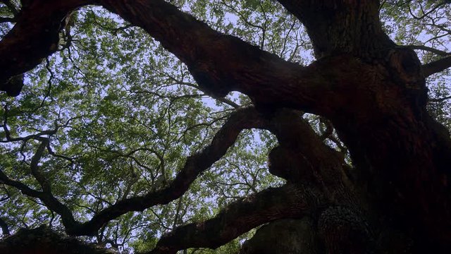 Southern Live Oak  or Angel Oak Tree , Johns Island, Charleston, South Carolina, USA, Sep 2016