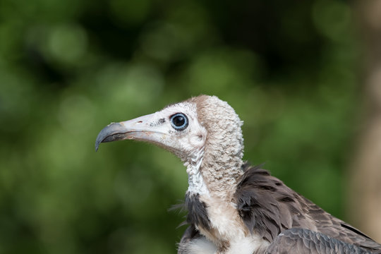 Vautour charognard