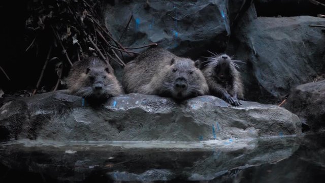 Group of muskrats sit on the edge of the pond and occasionally funny yawn. Slow mo, slow motion, slo mo, high speed camera, 240fps, 250fps