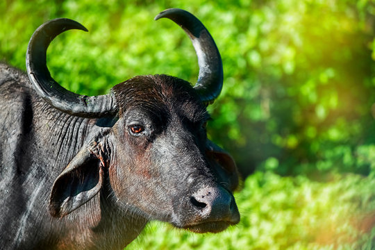 Wild buffalo in Udawalawe National Park. Sri Lanka.