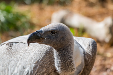 Vautour africain