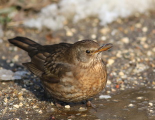 Eurasian Blackbird, Turdus merula