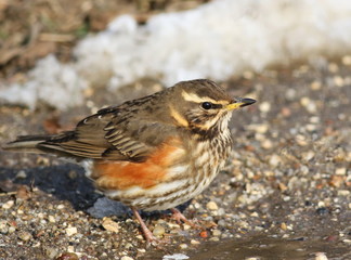 Redwing, song thrush, Turdus iliacus