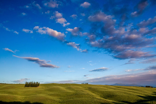 Cypress grove in beautiful Tuscany, Torrenieri, Tuscany, Italy