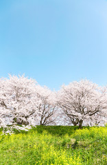桜 染井吉野 菜の花