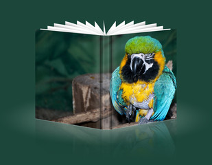 book of a colorful parrot