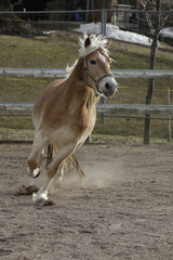 Obraz premium Palomino Horse