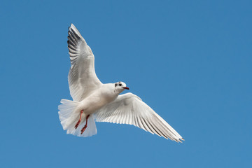 Black-headed Gull, Chroicocephalus ridibundus