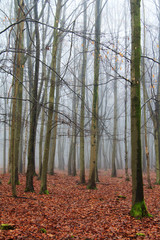 Fototapeta premium English woodland on a foggy misty morning