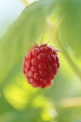 ripe raspberries on blurred  vegetable  background 