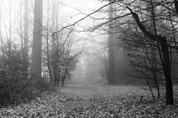 Obraz premium English woodland on a foggy misty morning