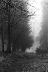 Obraz premium English woodland on a foggy misty morning