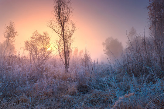 Frosted autumn landscape at dawn. Beautiful hoarfrost on grass, bushes and trees.