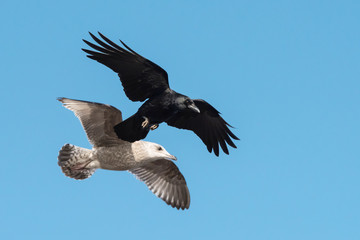 Carrion Crow, Crow, Corvus Corone