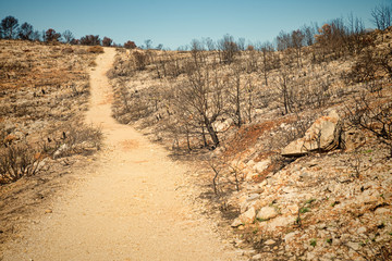 Aftermath of a forest fire