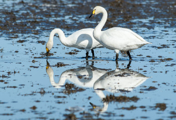 佇む白鳥(二羽)