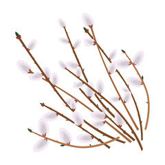 willow branches isolated