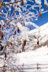 Ice Crystal On A Birch Tree With Snowy Background