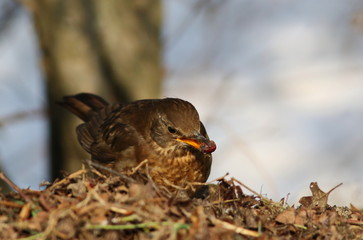 Eurasian Blackbird, Turdus merula