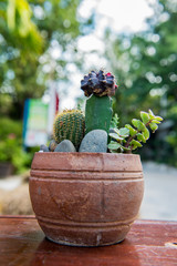 cactus, sugar palm leaf, decoration in the garden