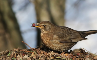 Eurasian Blackbird, Turdus merula