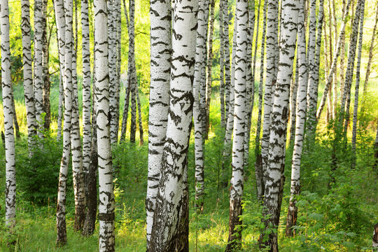 Fototapeta summer in sunny birch forest