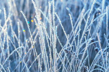 November hoarfrost on the plants.