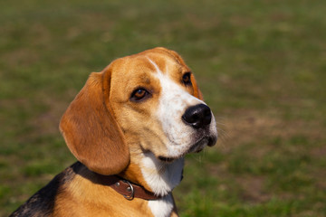 dog breed beagle