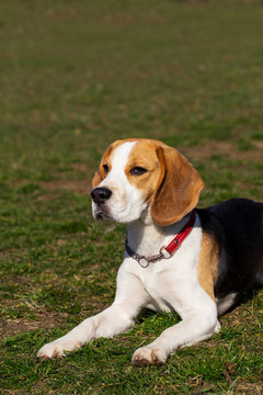 dog breed beagle