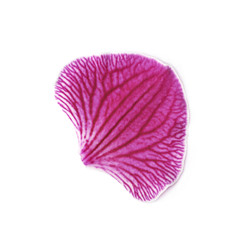 Single orchid flower petal isolated