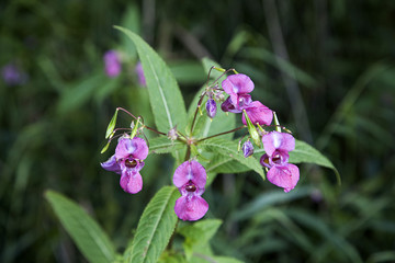 Pink flowers and seeds of Himalayan Balsam (Impatiens glandulifera)
