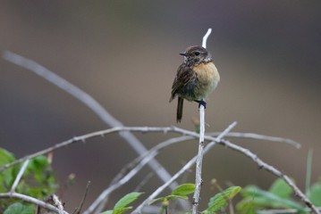 Female Stonechat