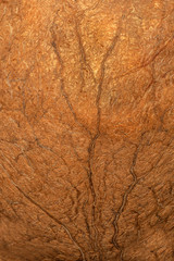 Wood fiber texture of nutshell, closeup, gold-brown background