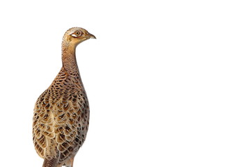Common Pheasant female isolated on white background, Phasianus colchicus