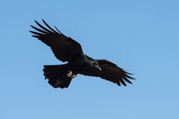 Carrion Crow, Crow, Corvus Corone