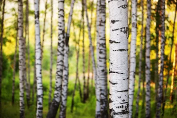 Fototapeten summer in sunny birch forest © janbussan