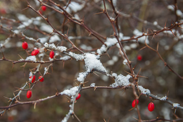 снег на кустах с красными ягодами