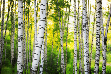 Fototapeta premium summer in sunny birch forest