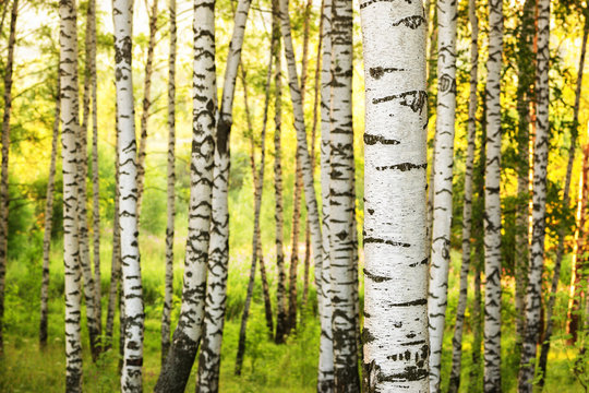 Fototapeta summer in sunny birch forest