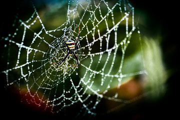 Wasp spider of a web with dew drops
