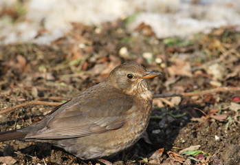 Eurasian Blackbird, Turdus merula