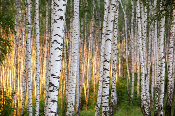 summer in sunny birch forest