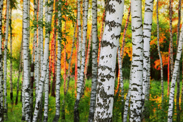 Obraz premium summer in sunny birch forest
