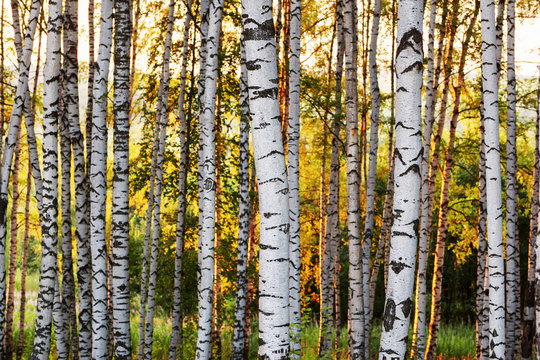Fototapeta summer in sunny birch forest