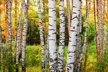 summer in sunny birch forest