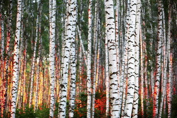 Obraz premium summer in sunny birch forest