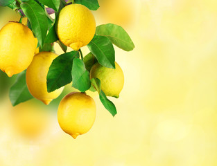 Zitronen am  Baum