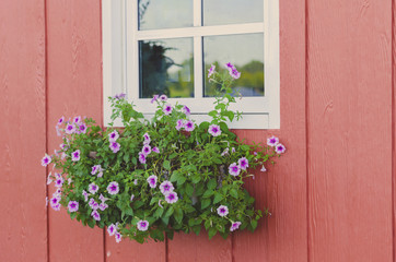 blooming flowers in a window box