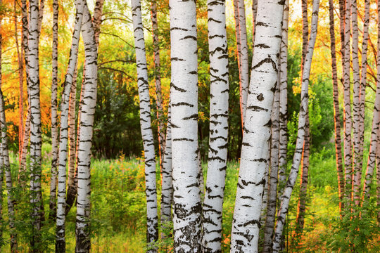 Fototapeta summer in sunny birch forest